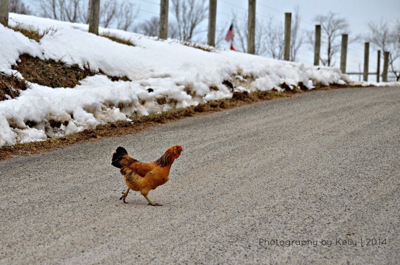 Chicken road italia - Scopri la Verità Sui Segreti della Popolare Gioco di Avventura Chicken Road
